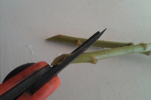 Cortando un tallo en bisel con una tijera de podar.