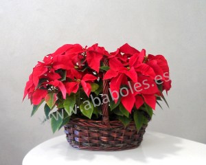 Cesta de Poinsettias.