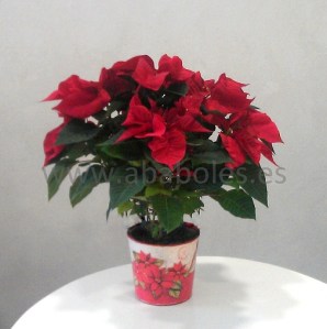 Ejemplar de Poinsettia