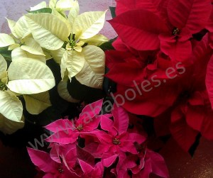 Flor de Pascua de distintos colores.