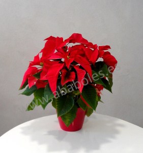 Planta de Flor de Pascua