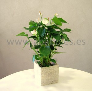 Planta de Anthurium Blanco