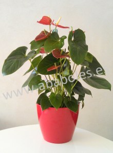 Planta de Anthurium