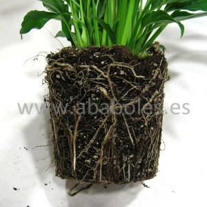 Cepellón de una planta.