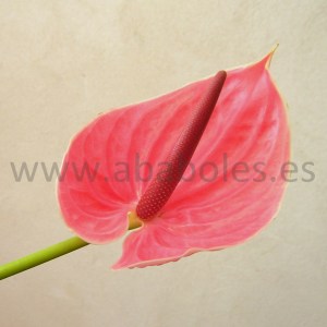 Flor de Anthurium Rosa