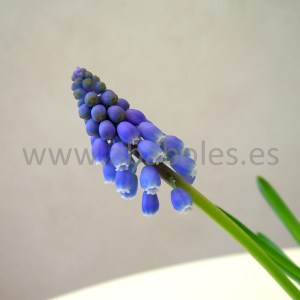 Detalle de flor de Muscari.