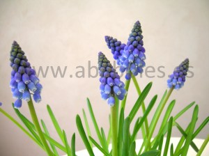 Flores de Muscari.