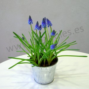 Plantas de Muscari en maceta.