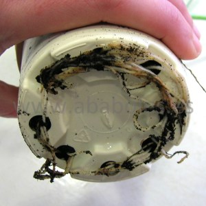 Maceta con raíces saliendo.